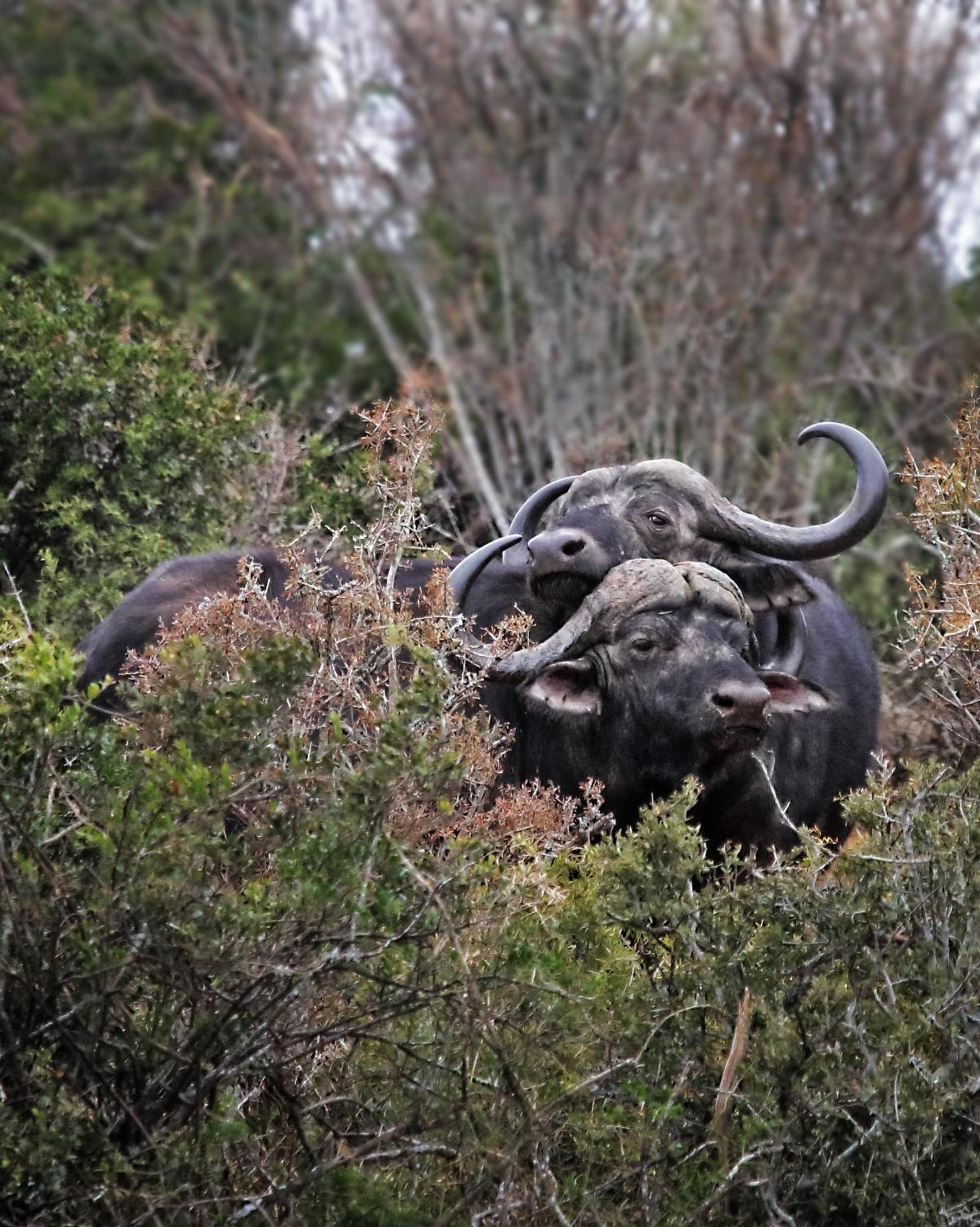 Riverbend Lodge Addo Exterior foto